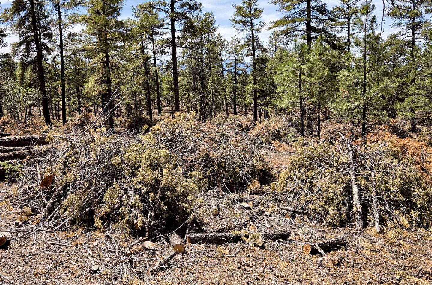 Piles of thinning slash for burning in the National Forest