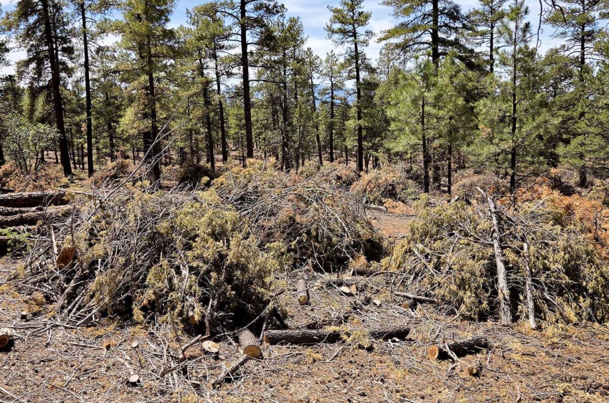 Piles of thinning slash for burning in the National Forest